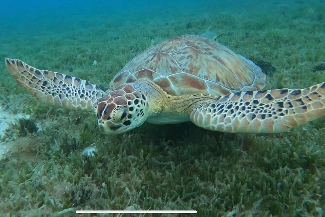 Circle the Island of St. John | Lunch stop at Lime Out (Taco Boat) - Pizza, a shipwreck, and possible sea turtles