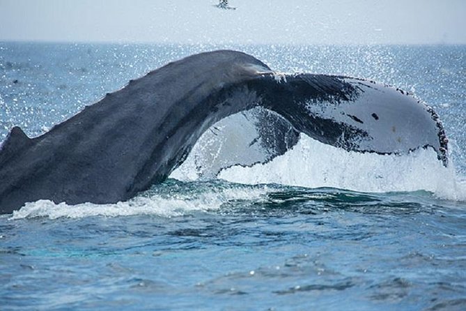City Cruises Boston Whale Watching Cruise by High-Speed Boat - From Long Wharf to the open Atlantic