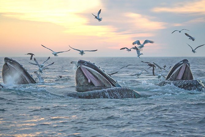 City Cruises Boston Whale Watching Cruise by High-Speed Boat - The catamaran, seating, and viewing decks