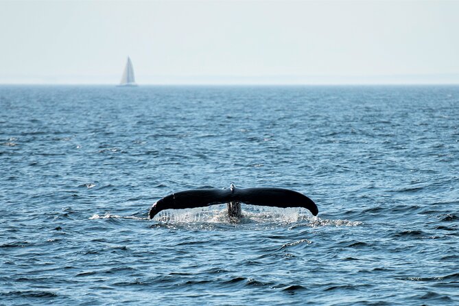City Cruises Boston Whale Watching Cruise by High-Speed Boat - Motion sickness deserves serious attention