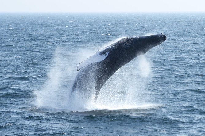 City Cruises Boston Whale Watching Cruise by High-Speed Boat - Best time, clothing, and preparation