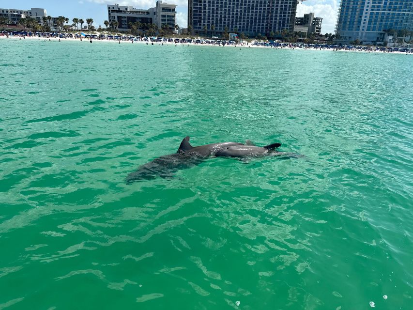 Clearwater Beach: Dolphin & Island Sandbar Cruise - What the $28 price really buys you