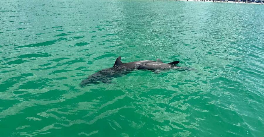 Clearwater Beach: Dolphin & Island Sandbar Cruise - One-Tree Island is a quick, shell-covered stop
