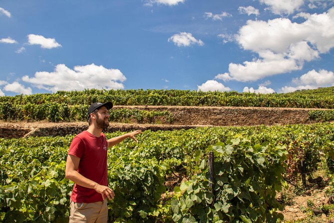 Complete Douro Valley Wine Tour with Lunch, Wine Tastings and River Cruise - At a glance: what makes this day worthwhile