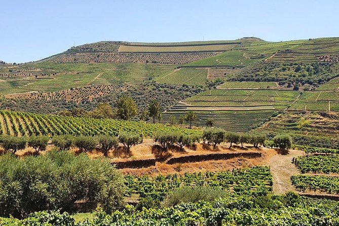 Complete Douro Valley Wine Tour with Lunch, Wine Tastings and River Cruise - Is $101.76 a fair price?
