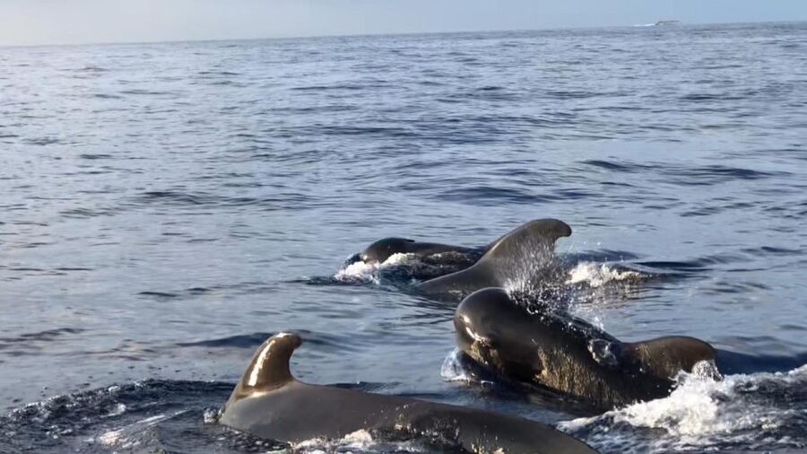 Costa Adeje: Whale and Dolphin Cruise with Food and Pickup - Setting out from Puerto Colon on the MAXICAT