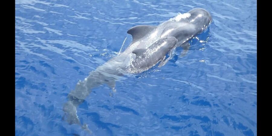 Costa Adeje: Whale and Dolphin Cruise with Food and Pickup - Paella, children’s meals, and unlimited drinks