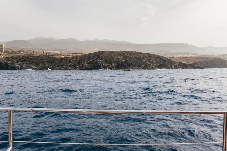Costa Adeje: Whale & Dolphin Eco-Cruise with Snacks & Drinks - Is $52 a fair price?