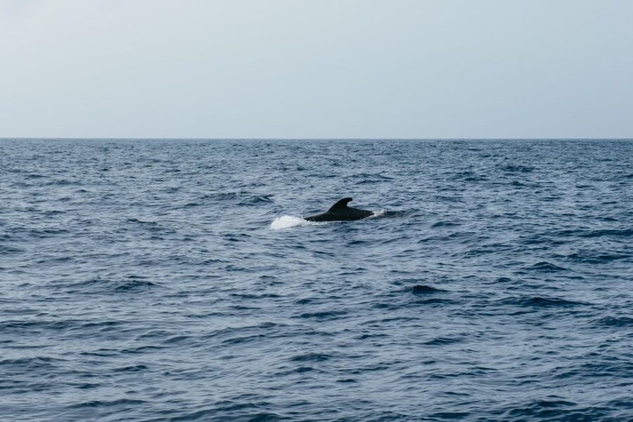 Costa Adeje: Whale & Dolphin Eco-Cruise with Snacks & Drinks - The three-hour option