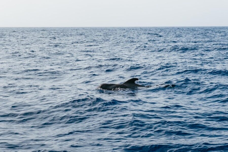 Costa Adeje: Whale & Dolphin Eco-Cruise with Snacks & Drinks - The main drawback: rough water