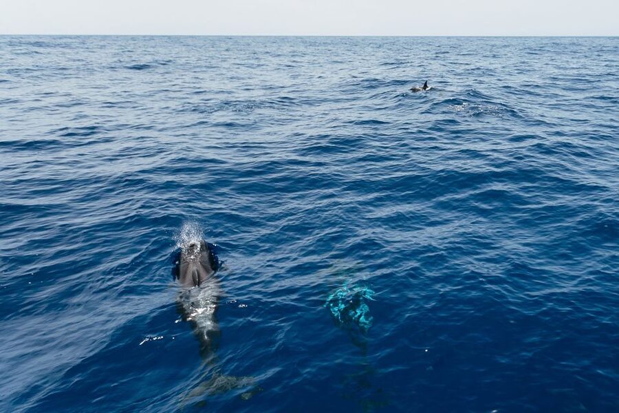 Costa Adeje: Whale Watching Catamaran Tour with Drinks - Key points at a glance