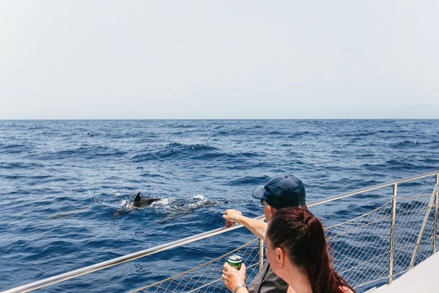 Costa Adeje: Whale Watching Catamaran Tour with Drinks - Why Tenerife is such a good place for whale watching