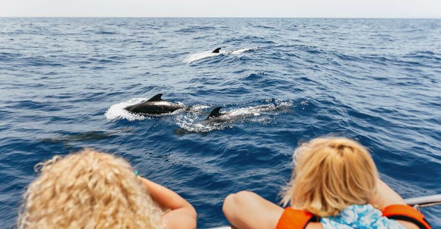 Costa Adeje: Whale Watching Catamaran Tour with Drinks - The first search for pilot whales
