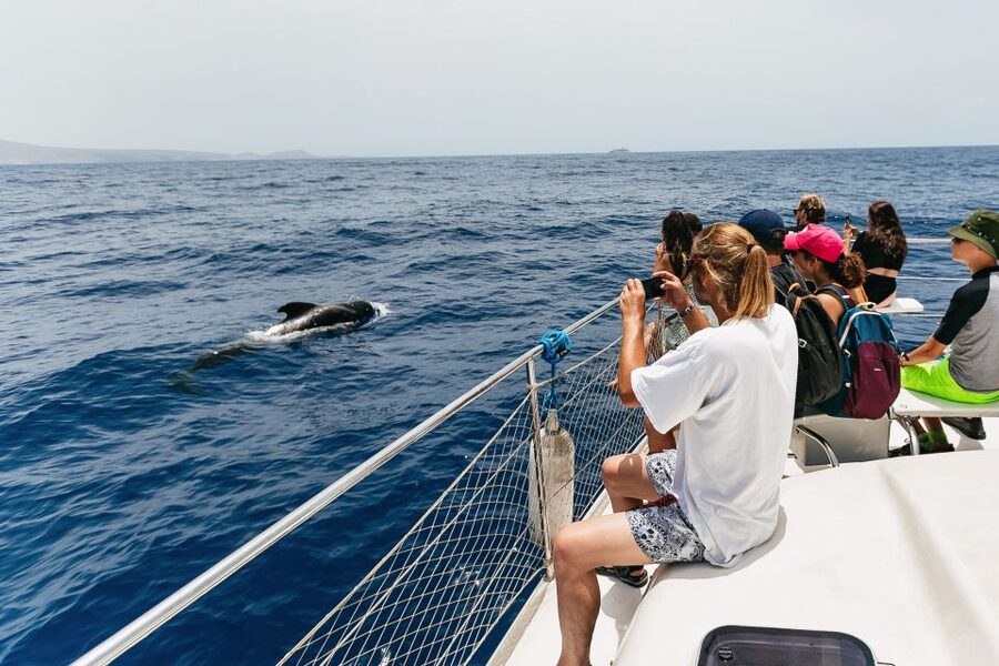 Costa Adeje: Whale Watching Catamaran Tour with Drinks - How to handle waves and seasickness