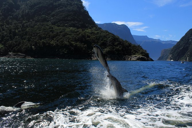 Cruise Milford NZ Small Boutique Cruise Experience - Getting to the Milford Sound terminal