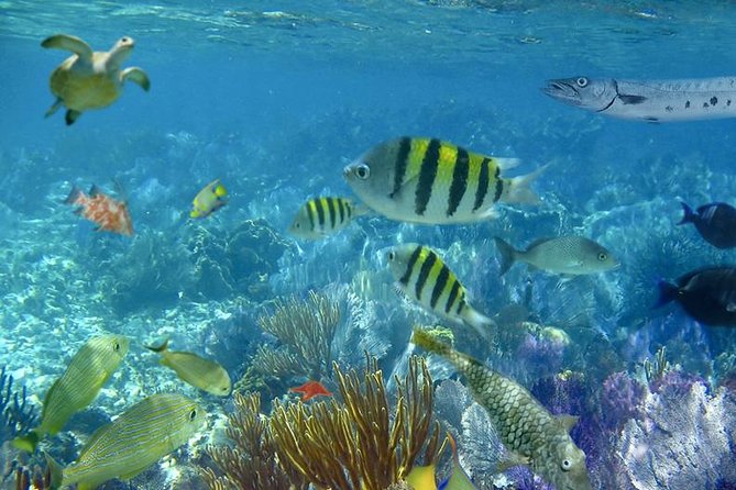 Culebra Snorkeling Tour by Catamaran from Fajardo - Is the $180 price worth it?