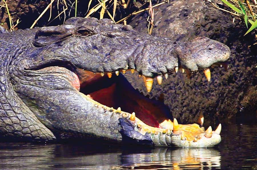 Daintree: River Rainforest Crocodile & Wildlife Cruise (DV) - FAQ
