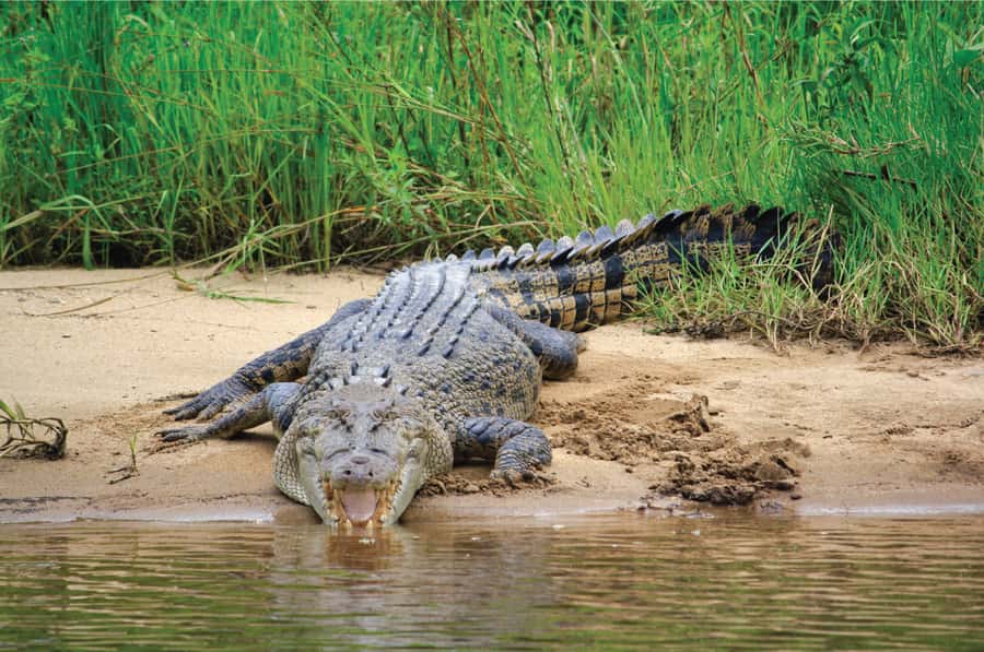 Daintree: River Rainforest Crocodile & Wildlife Cruise (DV) - A quiet river ride with a wild payoff