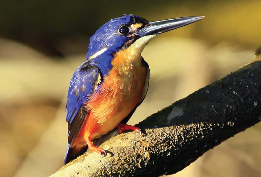 Daintree: River Rainforest Crocodile & Wildlife Cruise (DV) - Why crocodile sightings vary so much