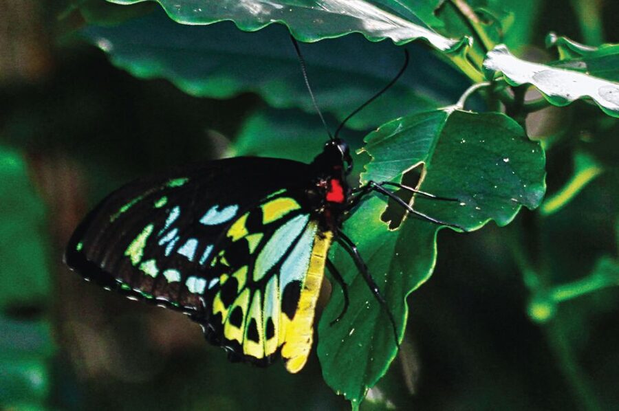 Daintree: River Rainforest Crocodile & Wildlife Cruise (DV) - How to plan the two cruises