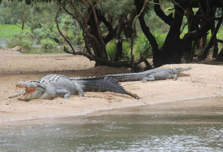 Daintree: River Rainforest Crocodile & Wildlife Cruise (DV) - Who should book this cruise?