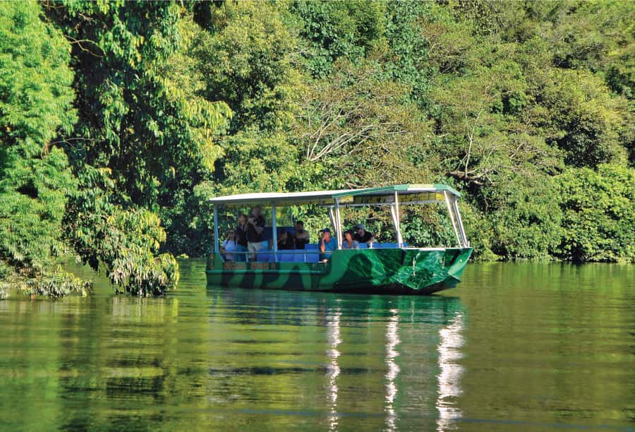 Daintree: River Rainforest Crocodile & Wildlife Cruise (DV) - Choosing between the Upper and Lower Daintree routes