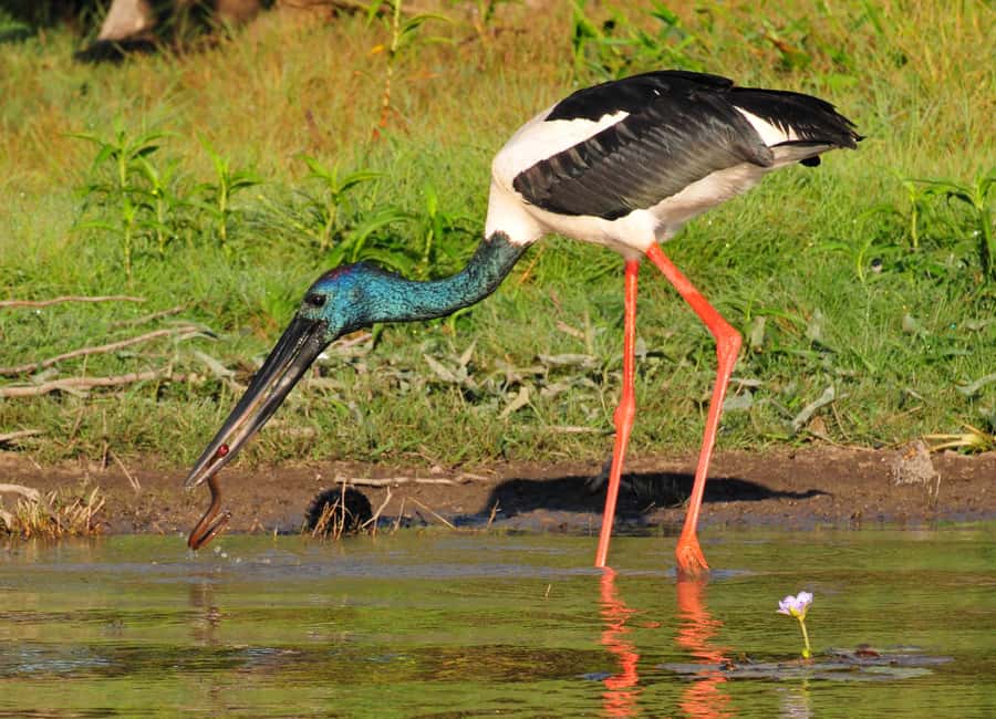 Darwin: Mary River Wetlands Wildlife Cruise with Lunch - Is the $166 price good value?