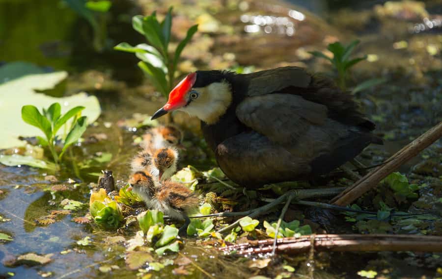 Darwin: Mary River Wetlands Wildlife Cruise with Lunch - What the guides add to the day