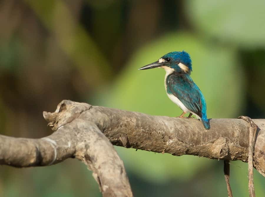 Darwin: Mary River Wetlands Wildlife Cruise with Lunch - Photography, comfort, and what to bring