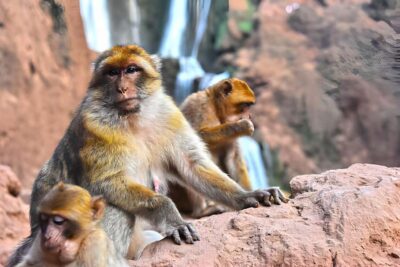 Day Trip To Ouzoud Waterfalls (Guide Hik & Boat option)