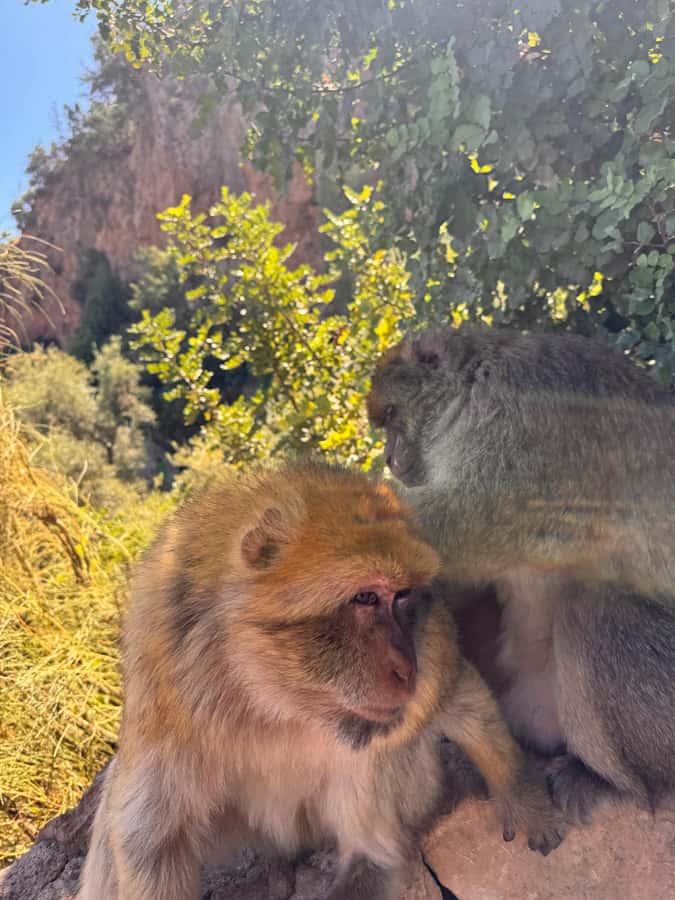 Day Trip To Ouzoud Waterfalls (Guide Hik & Boat option) - What the $14 price really delivers
