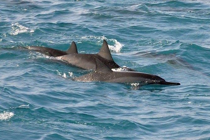 Deluxe Snorkel & Dolphin Watch Aboard a Luxury Catamaran from Kailua-Kona - Timing, group size, and practical comfort