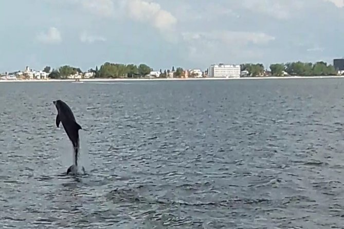 Dolphin Watching/Eco Cruise, John's Pass, Madeira Bch, FL - What happens during the 90-minute cruise
