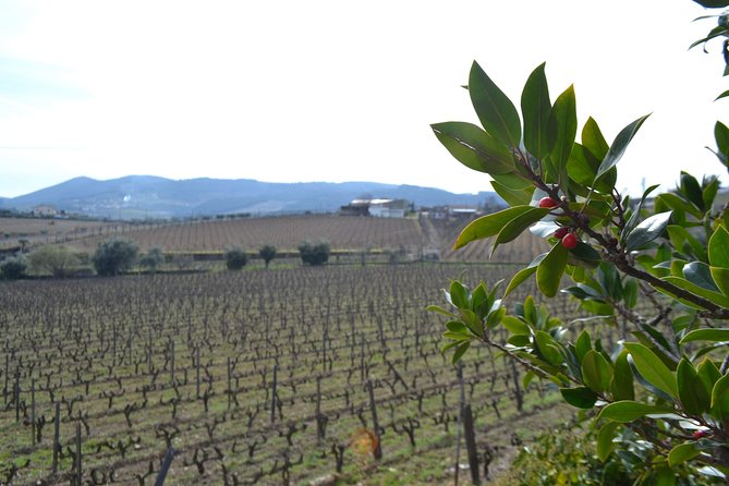 Douro Valley Tour: 2 Vineyard Visits, River Cruise, Winery Lunch - The N222 drive to Pinhão