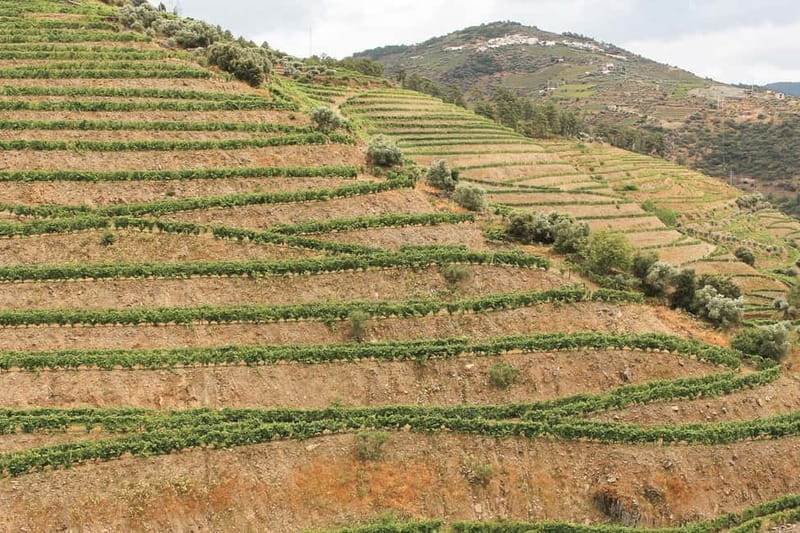 Douro Valley: Tour with Wine Tastings, Lunch, and Boat Ride - Pinhão and one hour on the Douro River