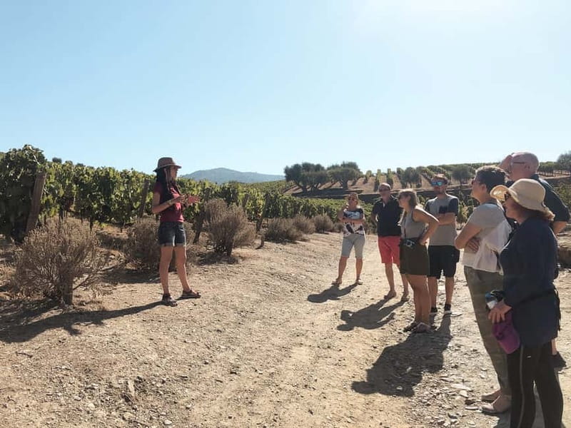Douro Valley: Tour with Wine Tastings, Lunch, and Boat Ride - Lunch at a typical Portuguese restaurant