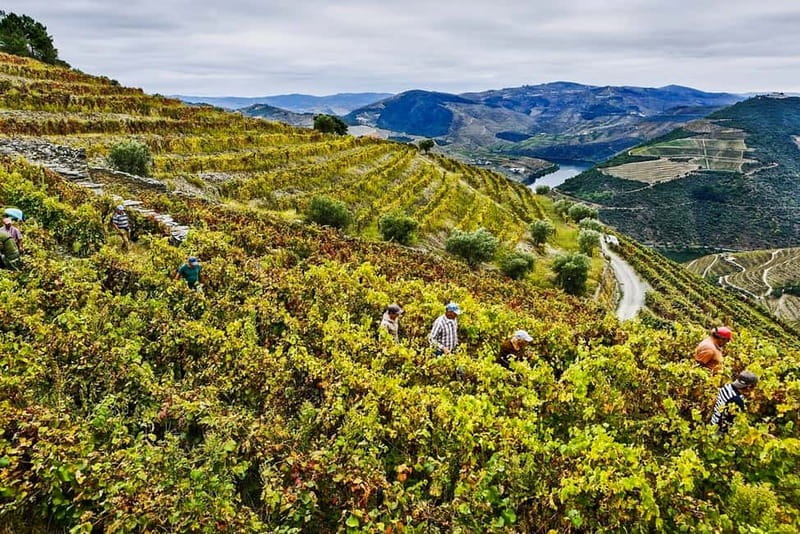 Douro Valley with Two Winery, Boat Trip and Lunch From Porto - The final viewpoint and the long ride home