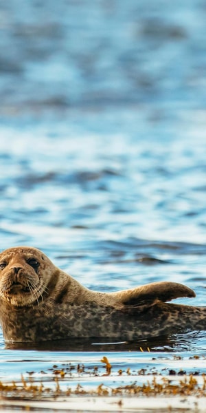 Dublin: Howth Coastal Boat Tour - Price, weather, and practical comfort