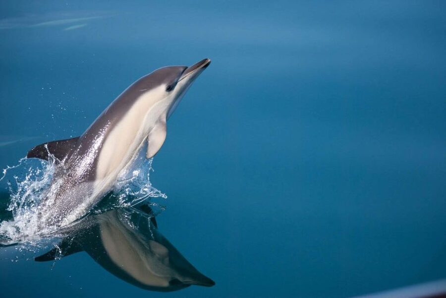 Estepona: Dolphin Watching Sailboat Cruise with Drink - Key points to know before you sail