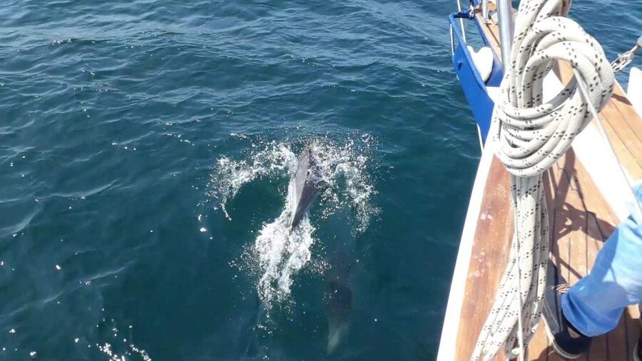 Estepona: Dolphin Watching Sailboat Cruise with Drink - Price, timing, and who gets good value