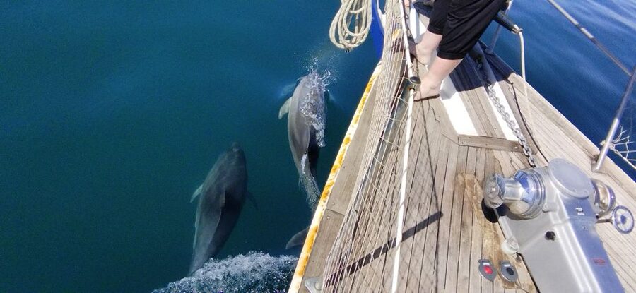 Estepona: Dolphin Watching Sailboat Cruise with Drink - Tips for getting the most from the two hours