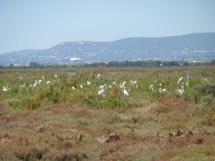 Faro: Eco-Friendly Ria Formosa Bird Watching in Solar Boat - My call: book it for the quiet, not a guaranteed checklist
