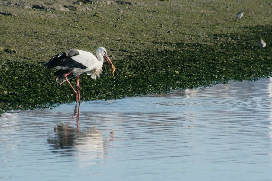 Faro: Eco-Friendly Ria Formosa Bird Watching in Solar Boat - A quiet start from Rua da Porta Nova