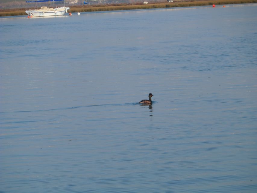 Faro: Eco-Friendly Ria Formosa Bird Watching in Solar Boat - One hour inside Ria Formosa National Park