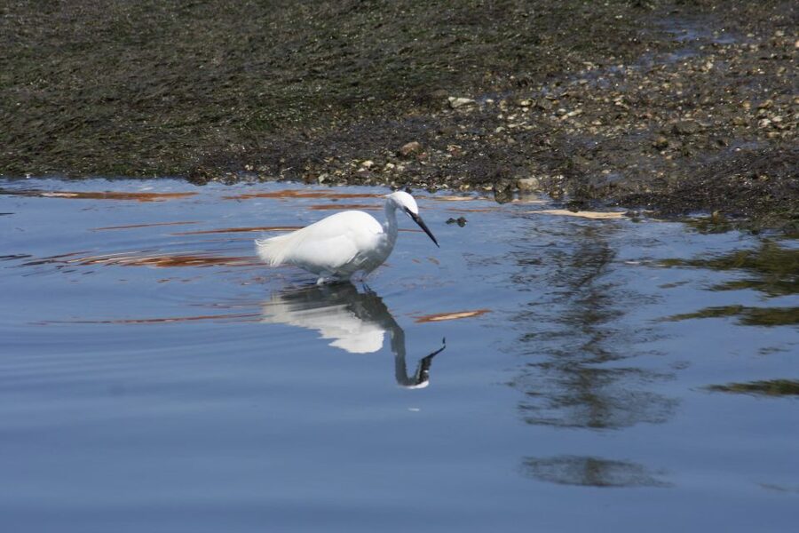 Faro: Eco-Friendly Ria Formosa Bird Watching in Solar Boat - The birds you might see