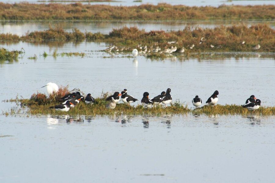 Faro: Eco-Friendly Ria Formosa Bird Watching in Solar Boat - Guides who make the difference