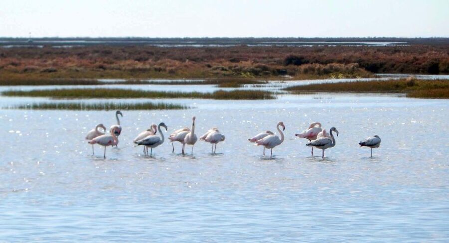 Faro: Eco-Friendly Ria Formosa Bird Watching in Solar Boat - Is $47 good value?