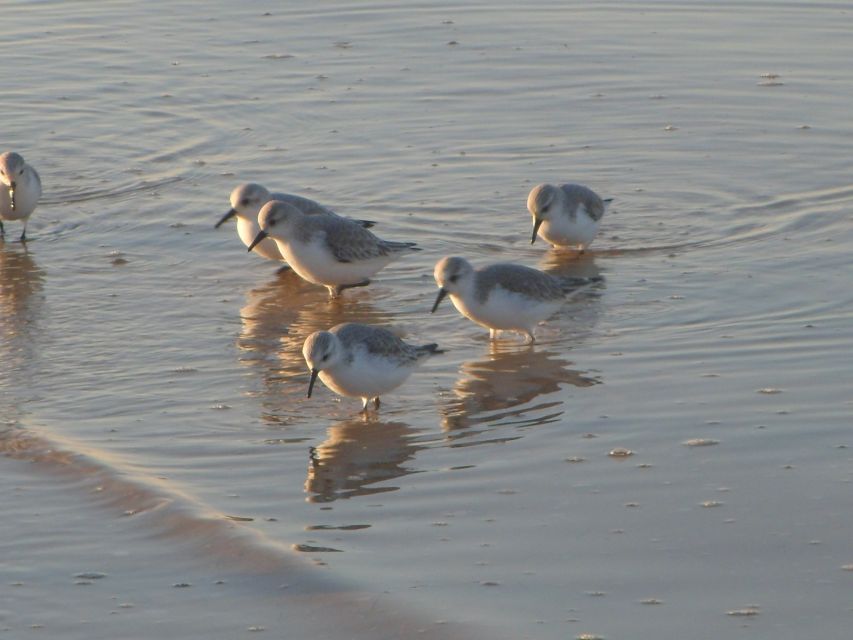 Faro: Eco-Friendly Ria Formosa Bird Watching in Solar Boat - Who should book this boat trip?