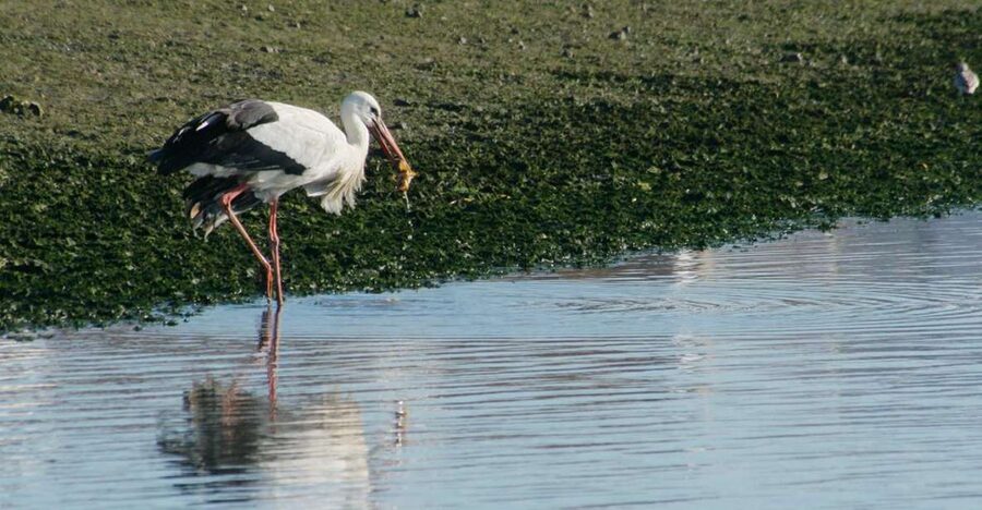 Faro: Eco-Friendly Ria Formosa Bird Watching in Solar Boat - Why the solar boat changes the ride