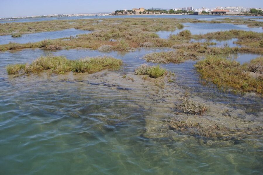 Faro: Ria Formosa Lagoon Small Boat Tour with Local Guide - The Old Town walls from a different angle